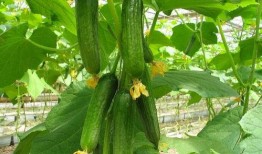 吃瓜吃料网入口2025,吃瓜吃料网入口，揭秘娱乐圈幕后风云