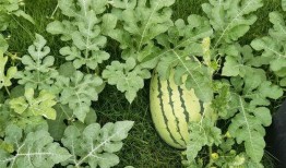 兰总吃瓜,揭秘娱乐圈幕后风云