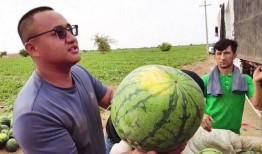 围剿吃瓜,揭秘网络舆论场的风云变幻