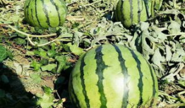 吃瓜之夜吃到瓜了吗,你吃到瓜了吗？揭秘娱乐圈最新热点