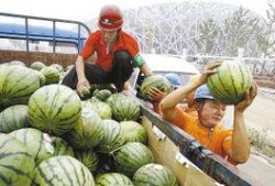 鸟市 吃瓜,吃瓜群众揭秘鸟类交易背后的故事