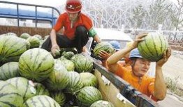 鸟市 吃瓜,吃瓜群众揭秘鸟类交易背后的故事