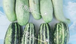 火瓜可以吃吗怎么吃,探索火瓜的食用技巧与佳肴