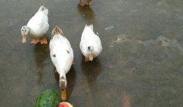 吃瓜快乐鸭图片,揭秘网络热图背后的欢乐与思考