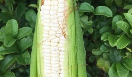 尺蠖吃瓜,探寻自然界的奇妙食性