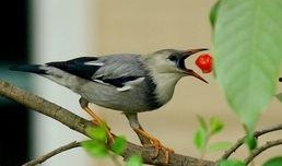 鸟吃瓜的成语,揭示成语背后的智慧与趣味