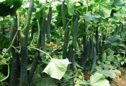 立夏习俗吃瓜,探寻传统习俗中的美食文化