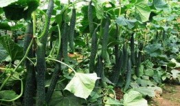 立夏习俗吃瓜,探寻传统习俗中的美食文化