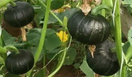 顺平贝贝乐园吃瓜,揭秘吃瓜群众的欢乐天堂