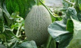 藤可以吃的瓜,探寻可食用的瓜类宝藏