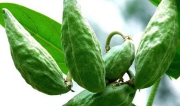 发烧可以吃牛角瓜,发烧时的天然退热良药