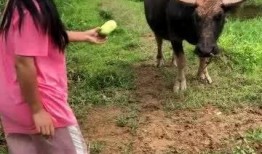 卖瓜吃牛,揭秘瓜农的智慧与生活奇遇