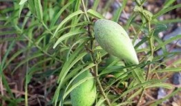 大瓢瓜怎么吃,探索美味新境界