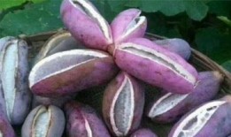 吃黄色的八月瓜会胖吗,食用后是否会增肥？”