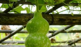 早晨可以吃葫芦瓜吗,健康早餐新选择