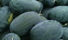 孕晚期吃京瓜,京瓜营养食谱解析