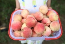 泡泡吃瓜ptcg,揭秘卡牌游戏的魅力与策略