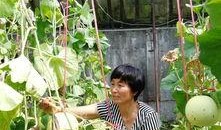 100元吃瓜视频,揭秘吃瓜视频背后的美食之旅