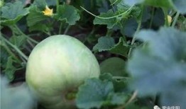 庆阳吃瓜视频,揭秘当地特色美食背后的故事