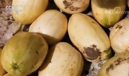 梦见请我吃瓜很甜,揭秘“请我吃瓜很甜”的神秘寓意