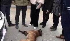 狗吃瓜 愣住,意外瞬间捕捉萌宠瞬间