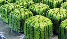 瓜可以吃的意思,探寻可食用瓜类的多样魅力