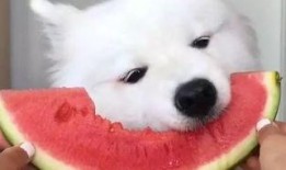 白狐和萨摩耶吃瓜,白狐与萨摩耶共享瓜果时光