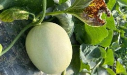 吃瓜买了个瓜,一场意外的“瓜”之旅