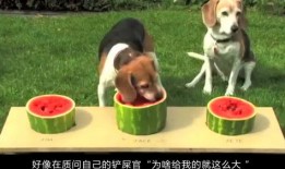 狗吃瓜 愣住,意外瞬间捕捉萌宠瞬间