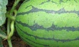 沈阳医院吃瓜,揭秘背后的真相与争议