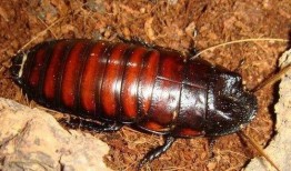 蟑螂带你吃瓜,一场别开生面的美食之旅