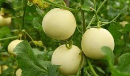 麻瓜吃甜瓜,一场甜蜜的味蕾邂逅