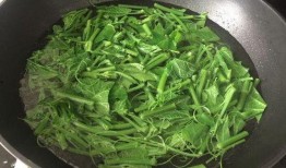 佛手瓜的瓜尖可以吃吗,可食用之美味探索